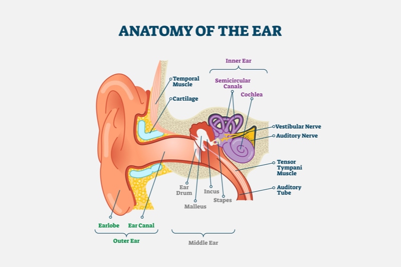 Anatomy of the ear
